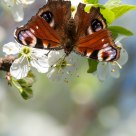 Peacock butterfly